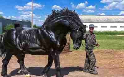दुनिया के 13 सबसे शक्तिशाली और सबसे बड़े घोड़े | 13 Most Powerful and Largest Horses on the Planet