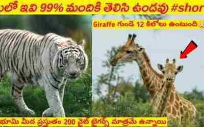 ?మీలో ఇవి 99% మందికి తెలిసి ఉండవు #shorts | Top amazing facts in Telugu | Telugu facts #short facts?