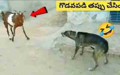 తల్లి ప్రేమ-మేక ఈ కుక్కను ఏం చేసిందో చూడండి?? | GVS Facts