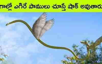Top 10 animals behaviour caught on camera | BMC Facts | Telugu