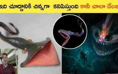 Very interesting facts about EEL fish | Bizzarre facts telugu #shorts