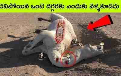 Interesting Facts about Camels | Camel | BMC Facts | Telugu