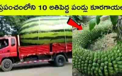 Top 10 Biggest fruits and vegetables in the world | BMC Facts | Telugu
