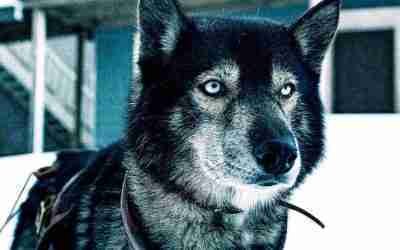 A 12 Year Old Dog That Ended The Epidemic of 1920s