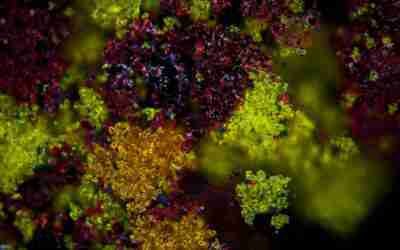 MIT researchers develop optimized sulfidation separation process for rare earth and other key metals