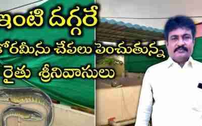 Korameenu Fish Farming Telugu||Murrel Fish Farm||Fish Farm Telugu||