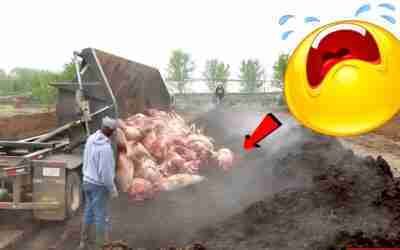 See what this farm machine does to the Pigs ? | Composting 107 Hogs | Modern Pig Farm.