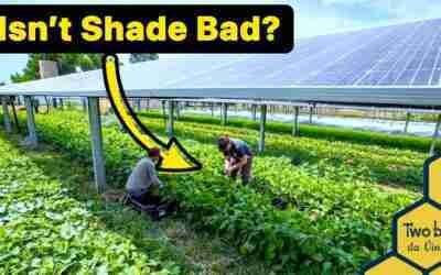 Wouldn't Shade Be A Problem? Agrivoltaics Explained!