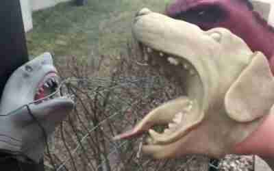 Shark gets tied and forced to watch hoverboard get murdered