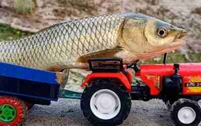 Fish ? Helping New video in part-2 | tractor | tractor loading video baby fish truck @cartoonproject