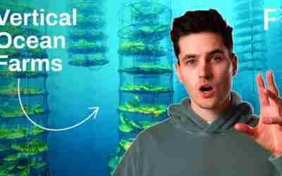 DIY regenerative ocean farms: The future of food and fuel? | Future Explored by Freethink