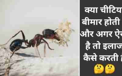 क्‍या चीटियां बीमार होती हैं और अगर ऐसा है तो इलाज कैसे करती हैं !! ?? #shorts #shortsvideo