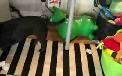 Penny is so afraid of HOVERBOARDS