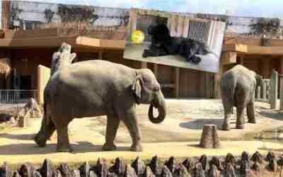 One of Asia’s Greatest Zoos – Japan Nagoya Higashiyama Zoo??日本名古屋の東山動物園