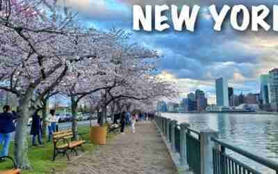NYC LIVE Roosevelt Island Cherry Blossoms & Tram Ride, Times Square on Saturday (April 9, 2022)