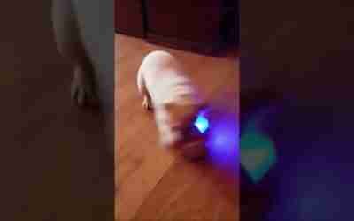 Cachorro andando no hoverboard