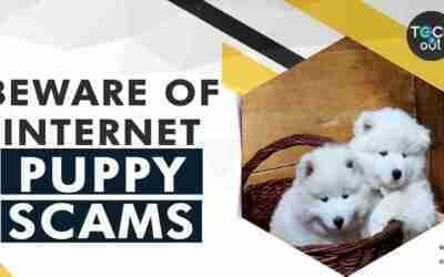 How to avoid puppy scams when bringing a pet home | Tech It Out