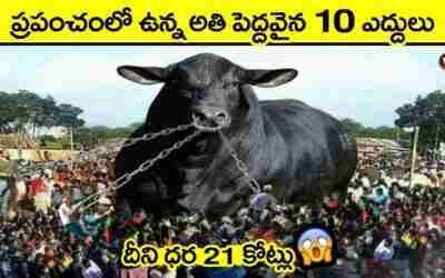 ? భయంకరమైన 10 ఎద్దులు | biggest bulls in the world in telugu | largest bulls | black bulls in telugu