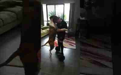 Hoverboard dog being annoying