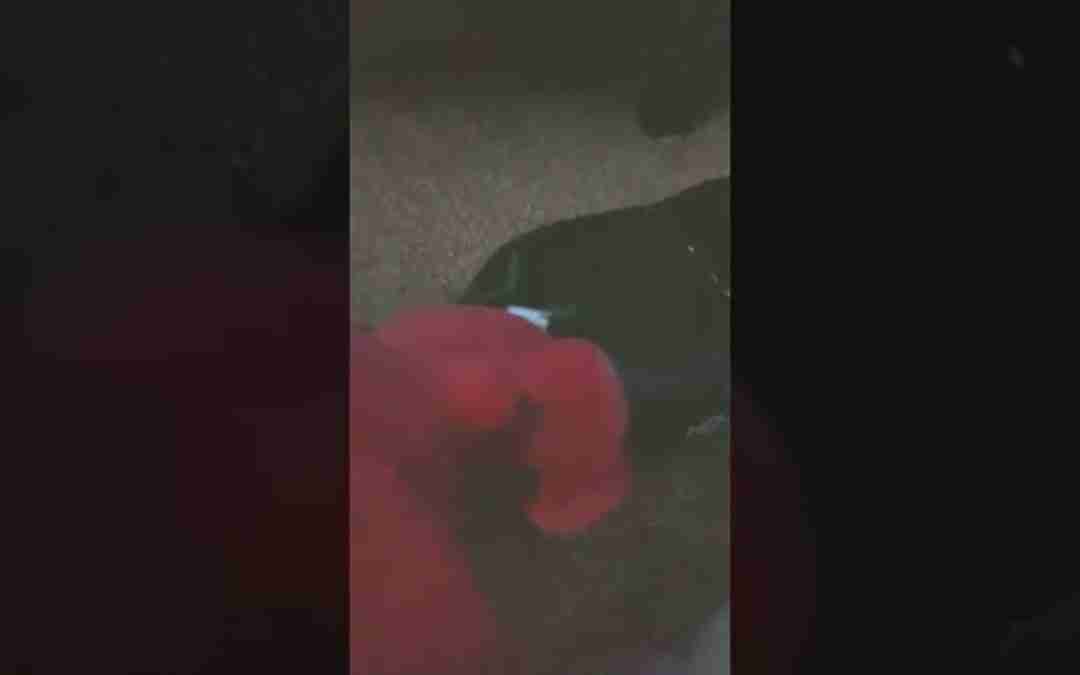 FNAF – Foxy learns how to ride a hoverboard!
