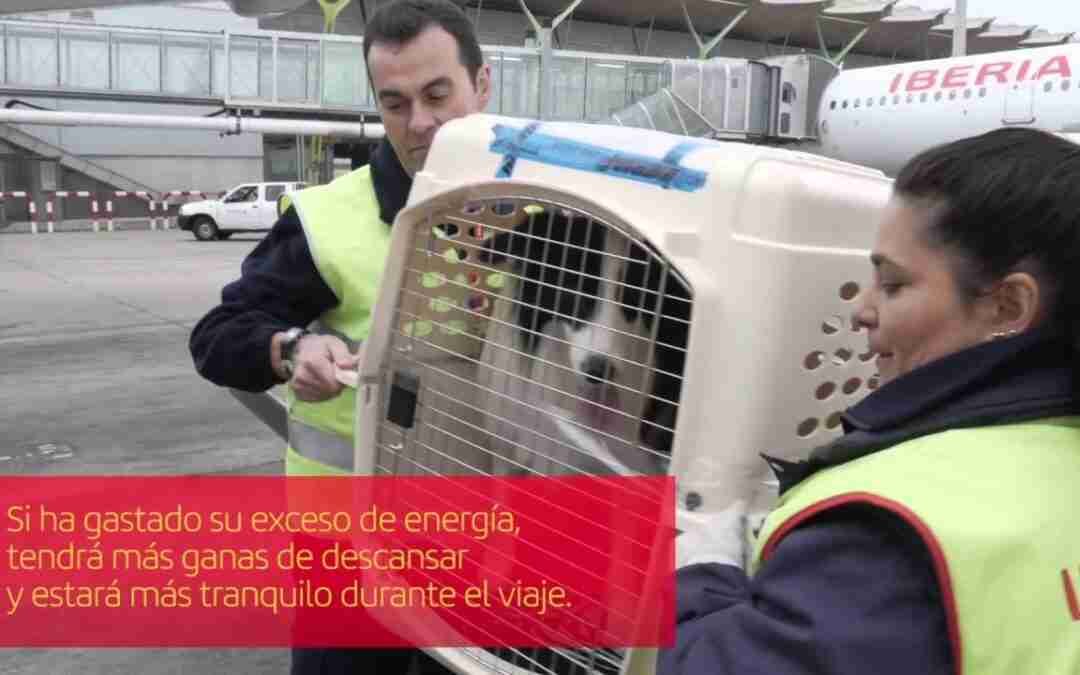 Cómo viajar con tu mascota