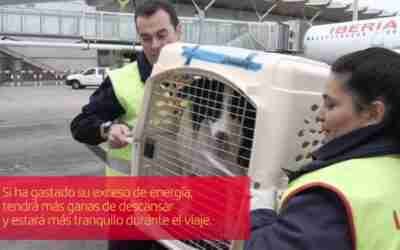 Cómo viajar con tu mascota