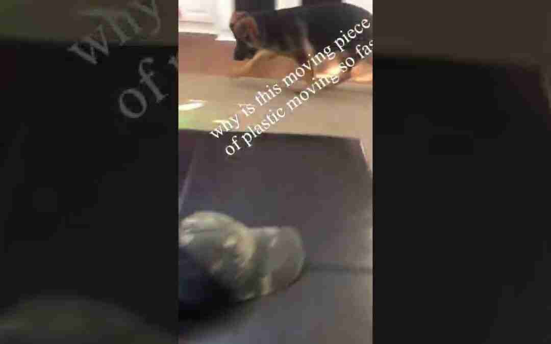 Charlie VS Hoverboard pt.1 #dog #hoverboard #germanshepherd
