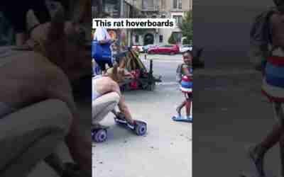 Do you hoverboard? #buddytherat #shorts