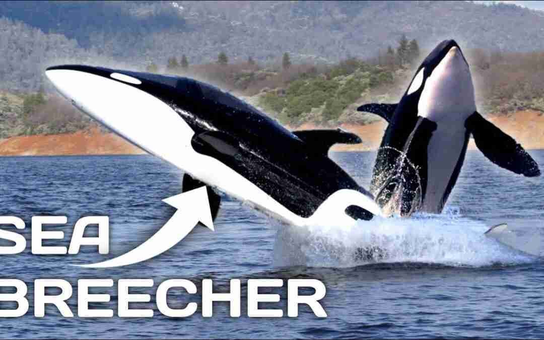 10 Water Vehicles You Can Actually Buy
