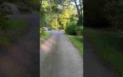 Bobo on the back road on Pink Hoverboard