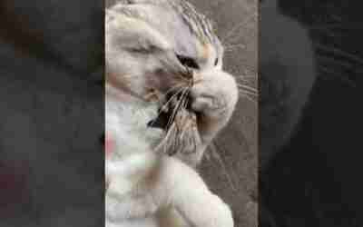 Future technology version of the troop # 2795 #Shorts