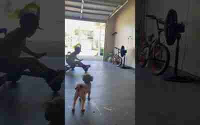 #hoverboard #cart #hoverboardcart #sonic #hedgehog #gab #4yrsold