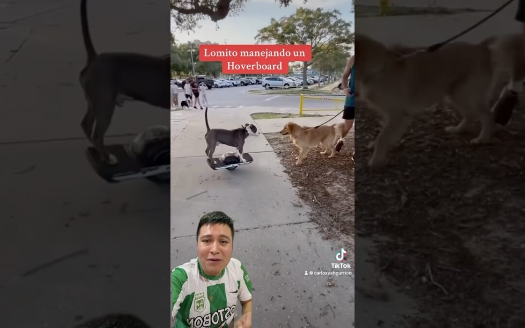 Perro manejando un hoverboard como cualquier humano  #hoverboard #lomitos #perros #perrosdivertidos